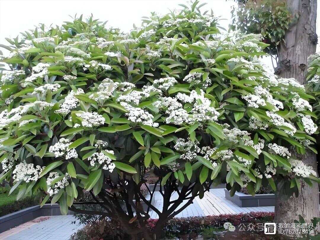石楠花为何能稳坐城市绿化C位？原来它这么优秀！