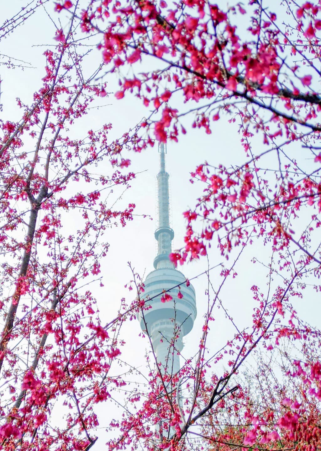 湿地花城邀你共赴樱花之约，武汉221处赏樱点新鲜出炉
