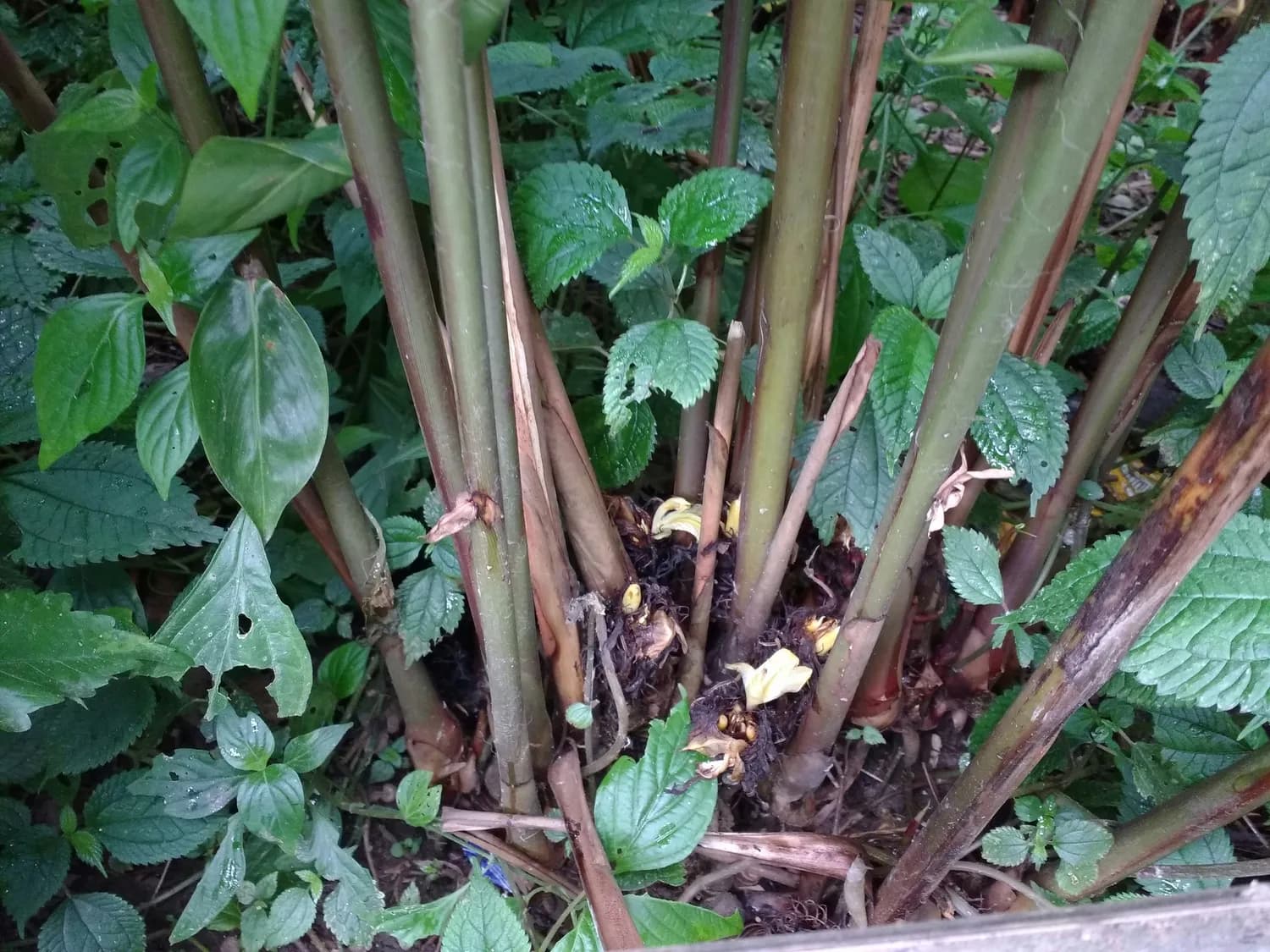 断肠草潜伏煲汤中？这些安全要点请收好
