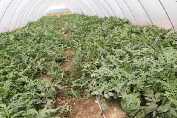 西瓜苗的种植与管理方法