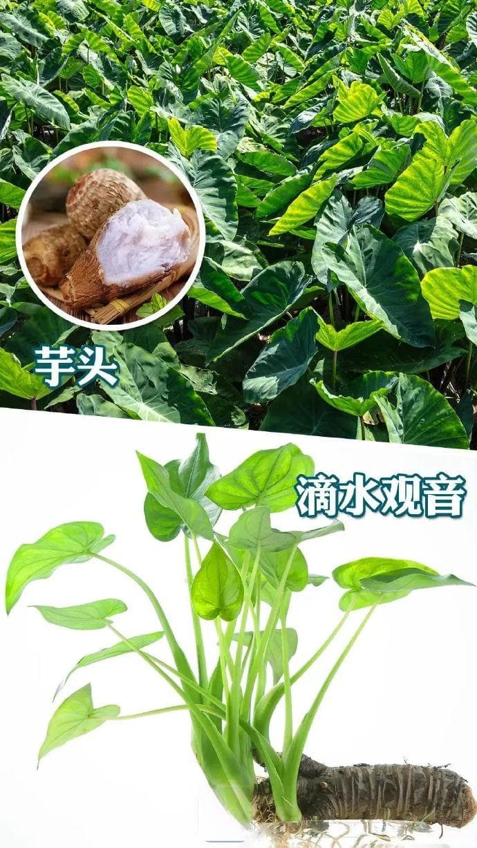 男孩误食滴水观音险丧命，这些有毒植物千万别碰！