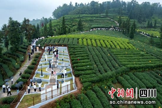 四川夹江：茶生产技术专家齐聚探讨“低碳茶”发展之路