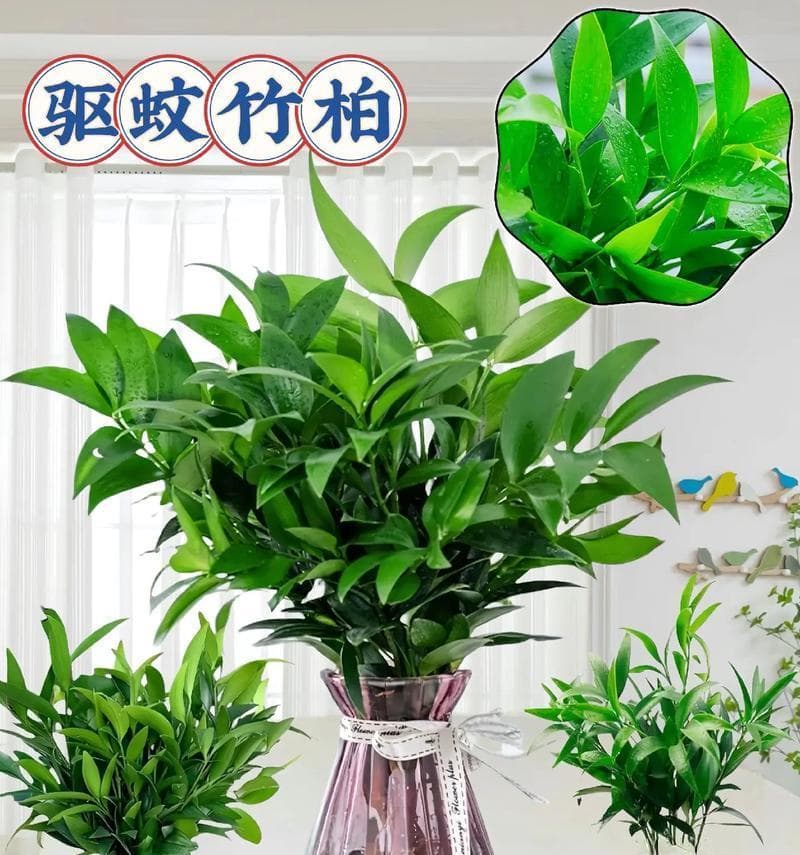 室内植物如何选择不怕晒的？养护方法是什么？