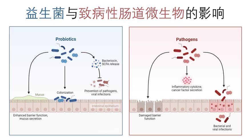 微观盟友：揭秘益生菌的健康密码与应用前景