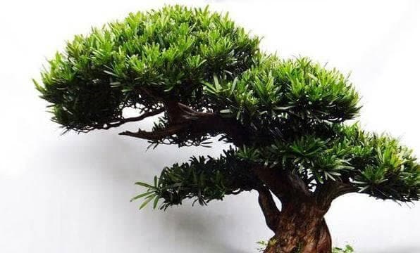 罗汉松喜肥的秘诀（施肥指南及适宜肥料选择）