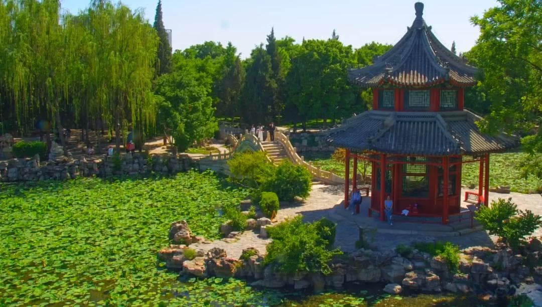 探访河北古莲花池：一池碧水，千年莲花