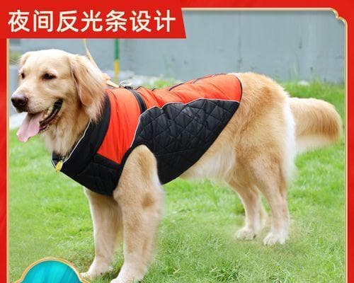 如何应对狗的攻击行为（掌握有效方法保障人身安全）