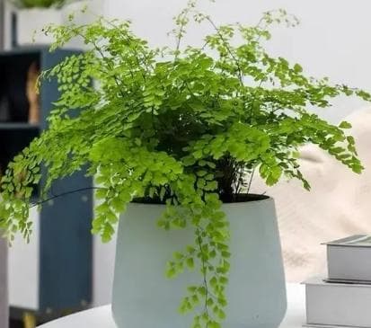 室内能吸收甲醛的植物有哪些？净化空气效果最佳的绿植有哪些？