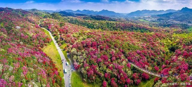 贵州毕节百里杜鹃旅游攻略：最佳观赏期、交通住宿全解析