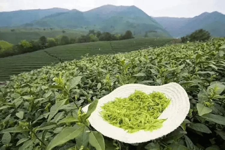 舌尖上九江美食之四十八--庐山云雾茶
