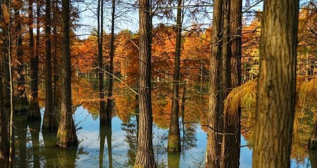 探秘水杉——一种独特的水生植物（生长环境、形态特征、生物学特性、分类及应用）
