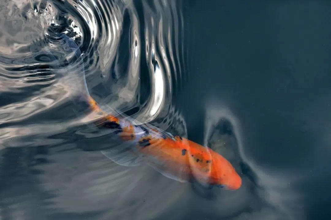 【水文地理】大规模海水运动形式①——波浪、高考地理概念：凌汛、桃汛、