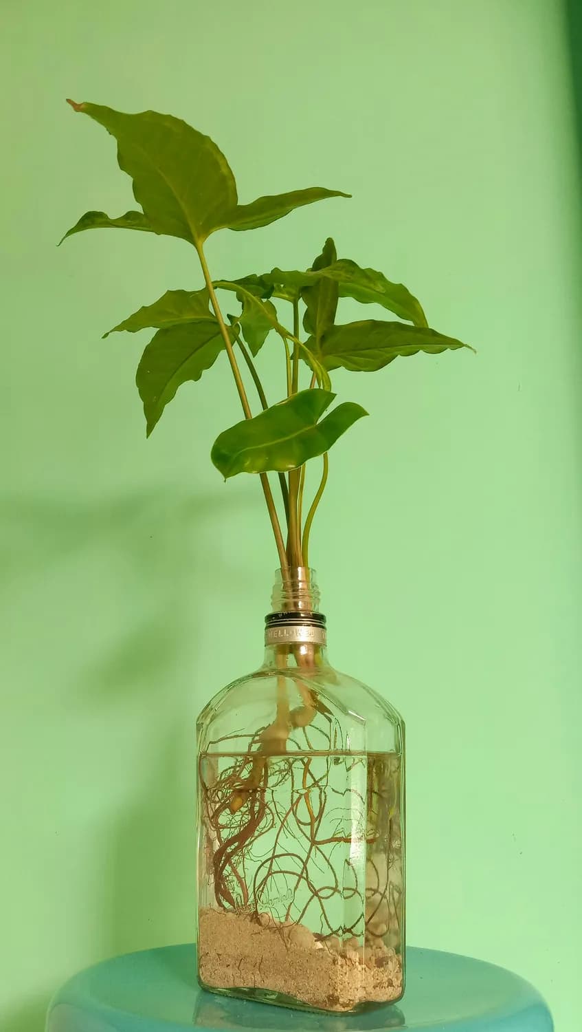 环保又省钱：五种自制植物营养液配方及使用指南