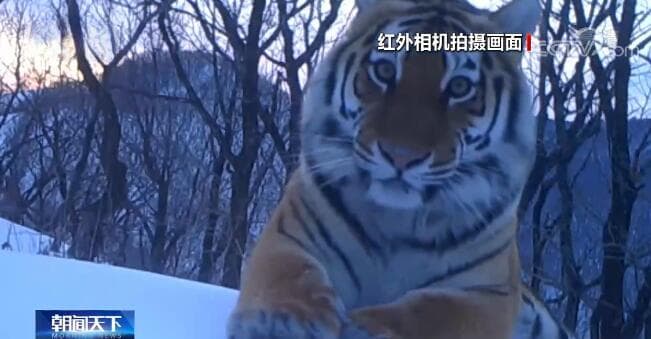 第12个全球老虎日｜我国野生东北虎超60只，保护成效显著