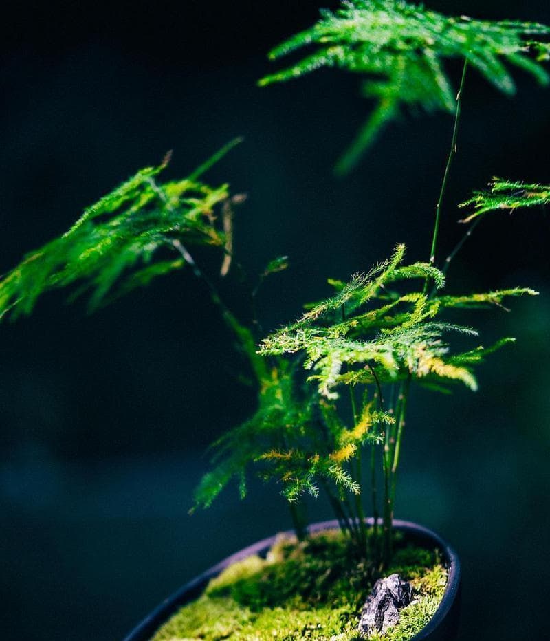 文竹可以浇白糖水吗？（了解文竹的养护方式和白糖水的作用）