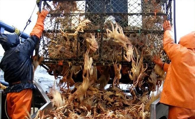 巴伦支海帝王蟹价格飙升：过度捕捞与气候变化是主因