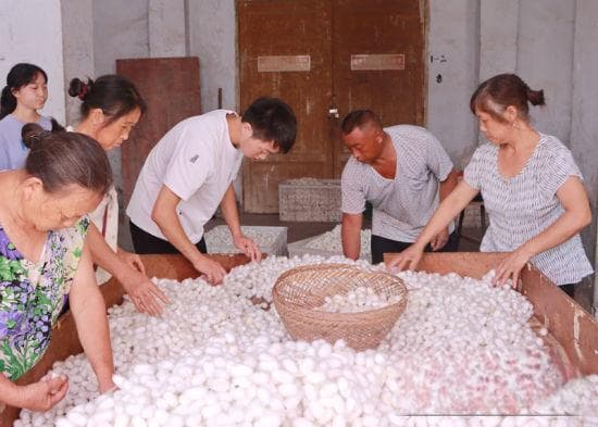 高县：蚕桑产业蓄势“化蝶” 绿叶银丝织就“致富路”