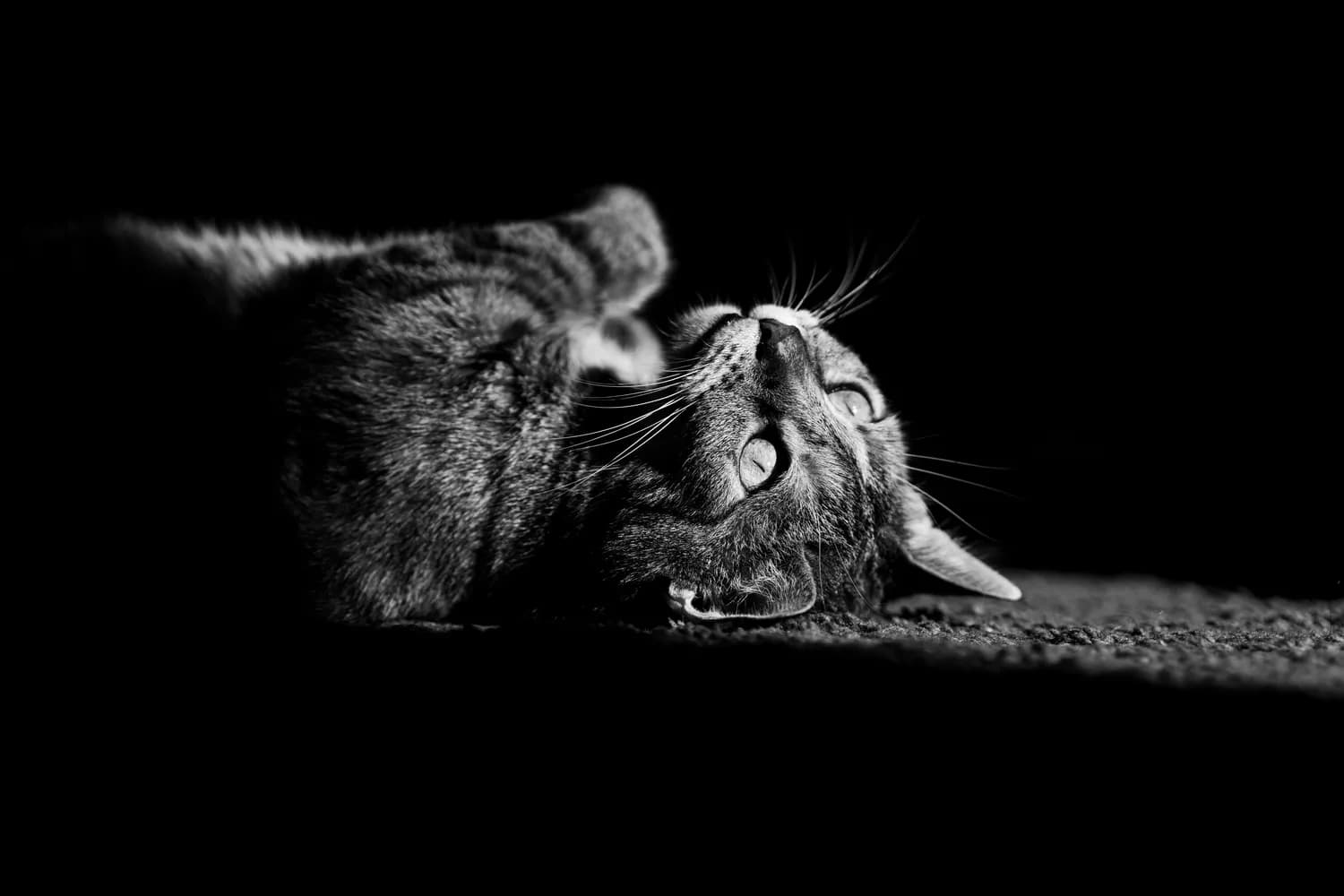 “猫鼠同眠”：从历史典故到现代警示