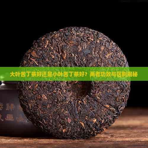 大叶苦丁茶好还是小叶苦丁茶好？两者功效与区别揭秘