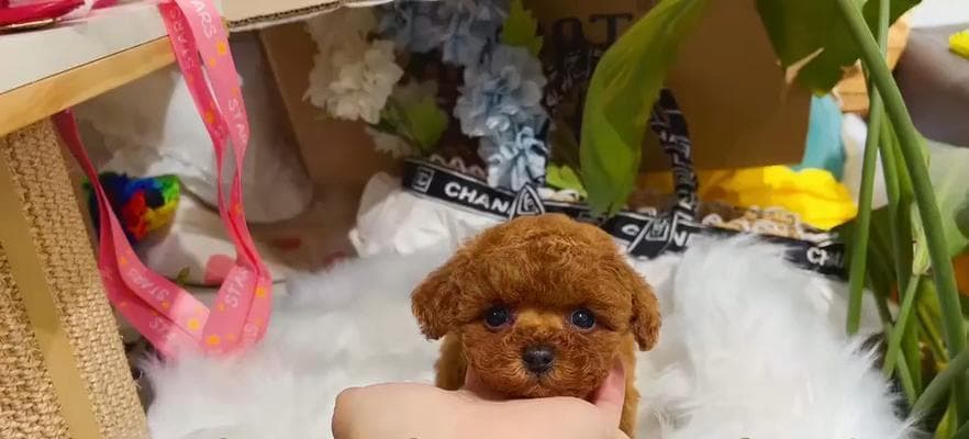 养幼犬泰迪的注意事项（从宠物的饮食、活动到健康的护理）