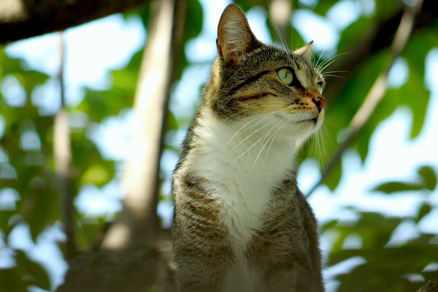 广东人养雀猫：从历史传统到现代潮流