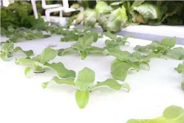 冰菜的种植方法