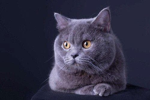 蓝猫饮食指南：营养均衡是关键