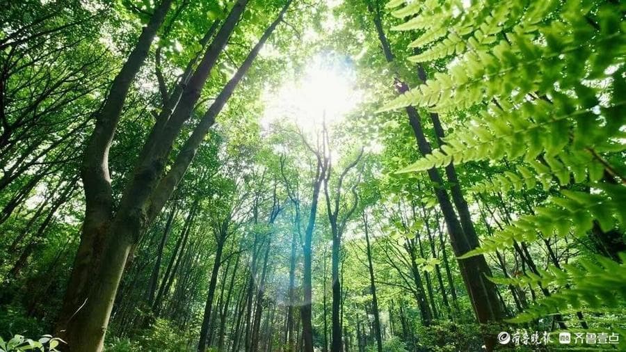 清平林场：“一年三季花开 万亩林间花海”天然氧吧等你畅游