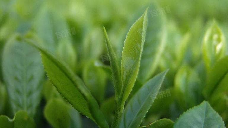 茶多酚一天可以摄入多少mg