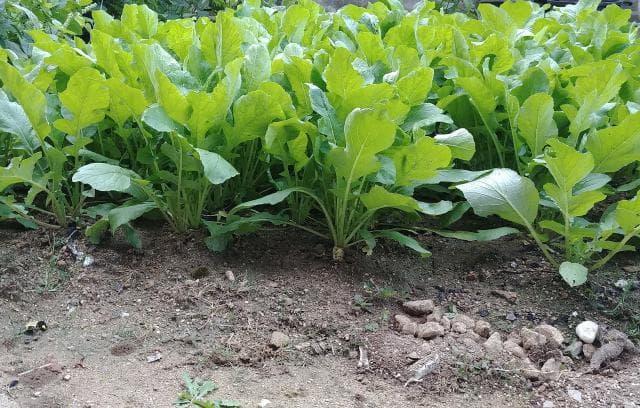 黄花菜安全食用指南：处理方法与干品选购要点