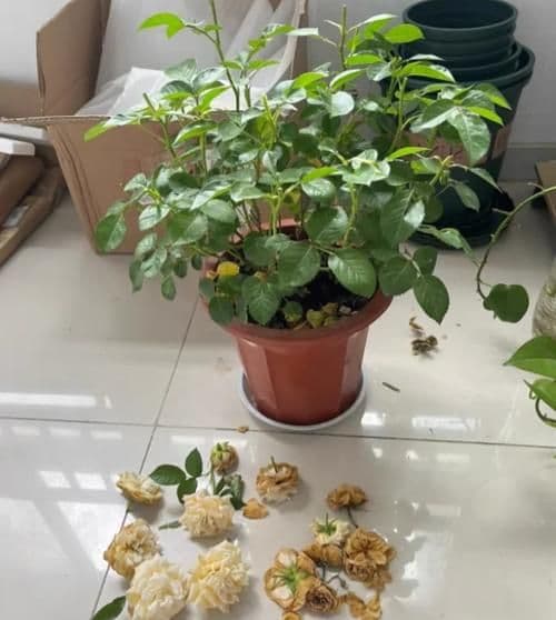 新手必读：刚入手月季的正确浇水指南