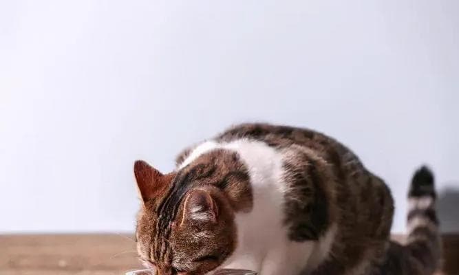 猫咪换环境后食量减少的原因及解决方法