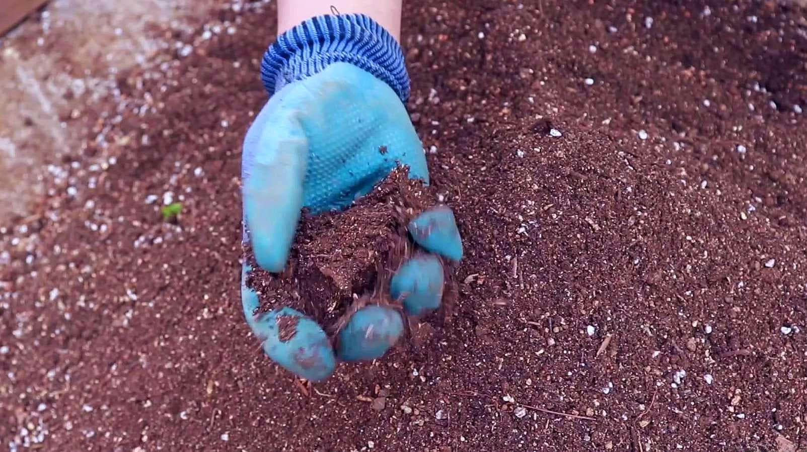 自制多肉植物土壤：6种经济实用的配土方法