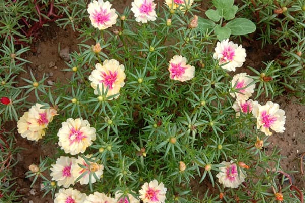 适合庭院种植的花卉品种，这些充满香气，颜色漂亮