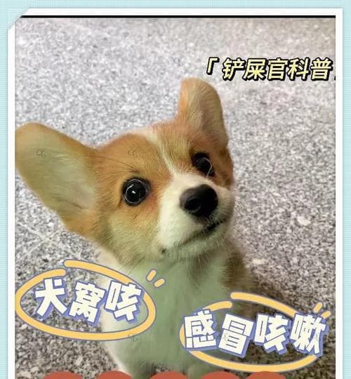 揭秘狗狗叫声的含义（从嗥叫到吠叫，了解你的狗狗在说什么）