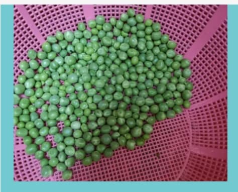 黄豆和豌豆的区别是什么？如何分辨？
