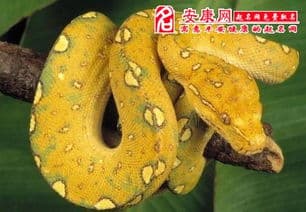 梦见大蟒蛇是什么征兆