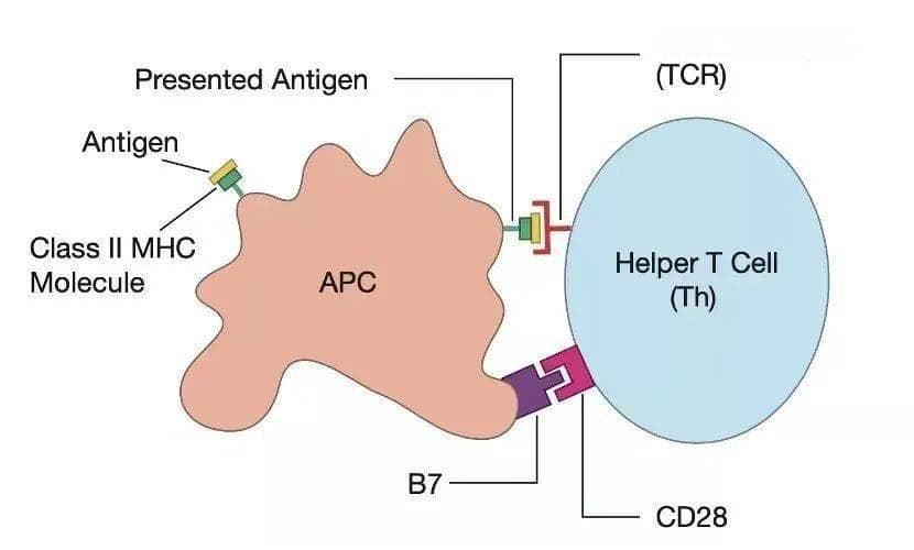 T细胞活化双信号系统：共刺激分子B7的角色与功能