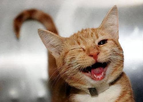 解读猫咪行为，轻松成为猫语达人