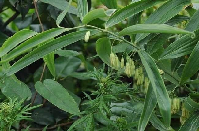 湖北百草堂黄精种植技巧分享，助力农民朋友增收致富