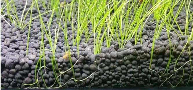 新手用水草泥还是陶粒砂好？有什么区别？