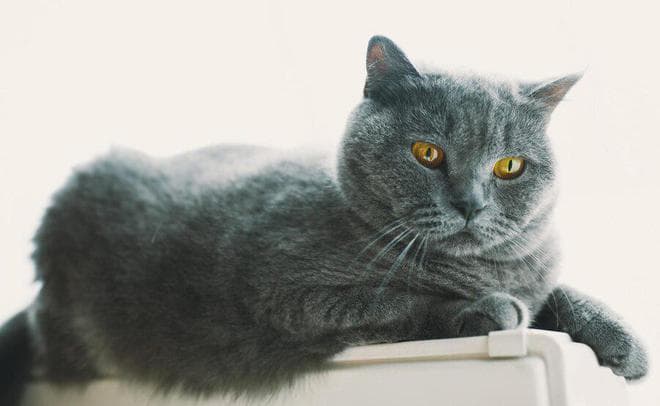 蓝猫掉毛怎么办？这些方法帮你解决烦恼！