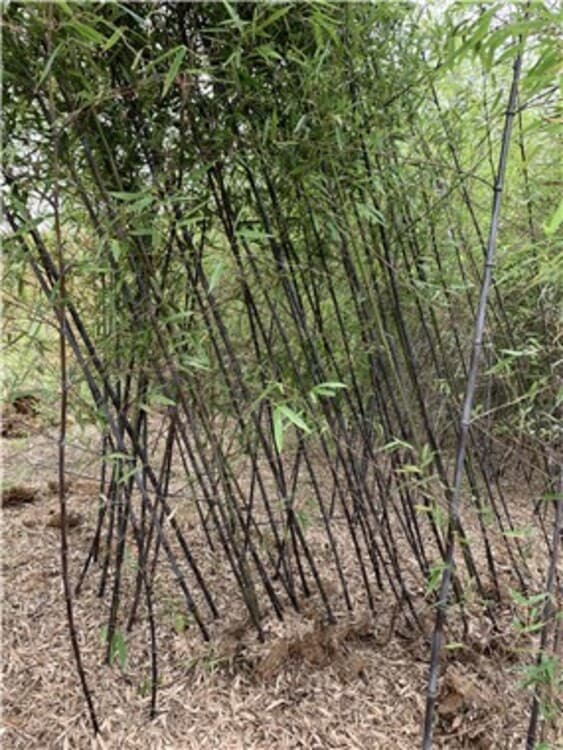 紫竹：园林景观中的紫色精灵