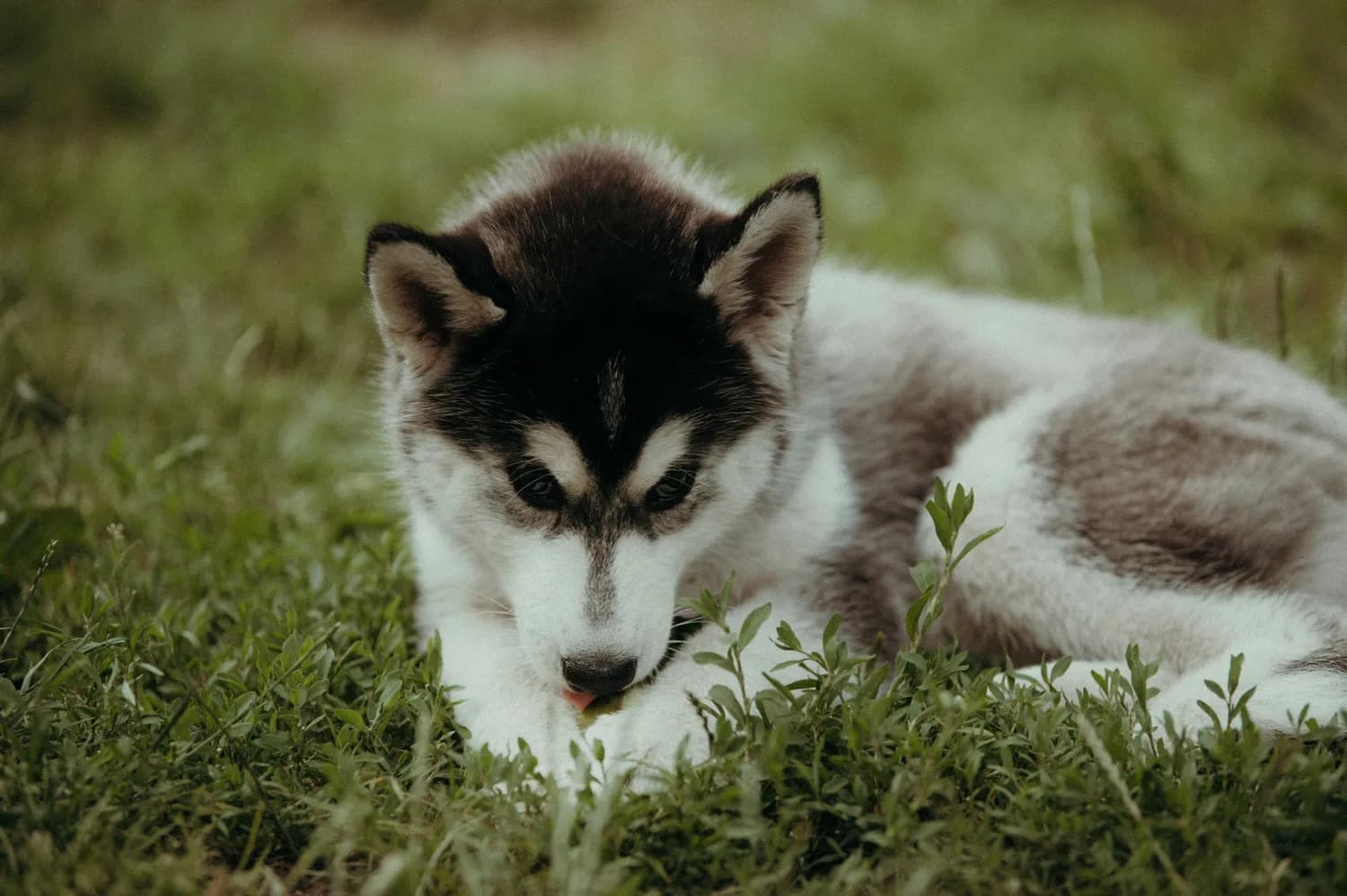科学喂养阿拉斯加雪橇犬：从幼犬期到成犬期的饮食指南