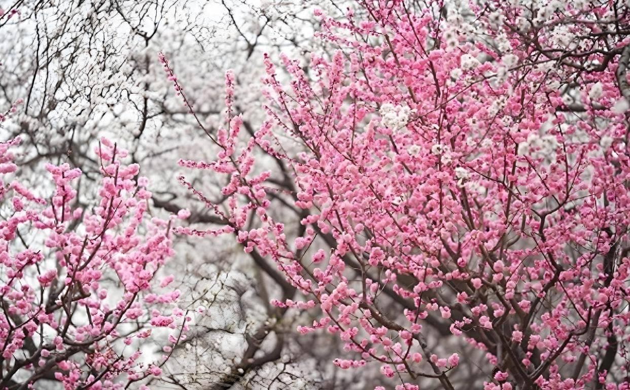北京赏梅必去：五大美如画的梅花景点推荐