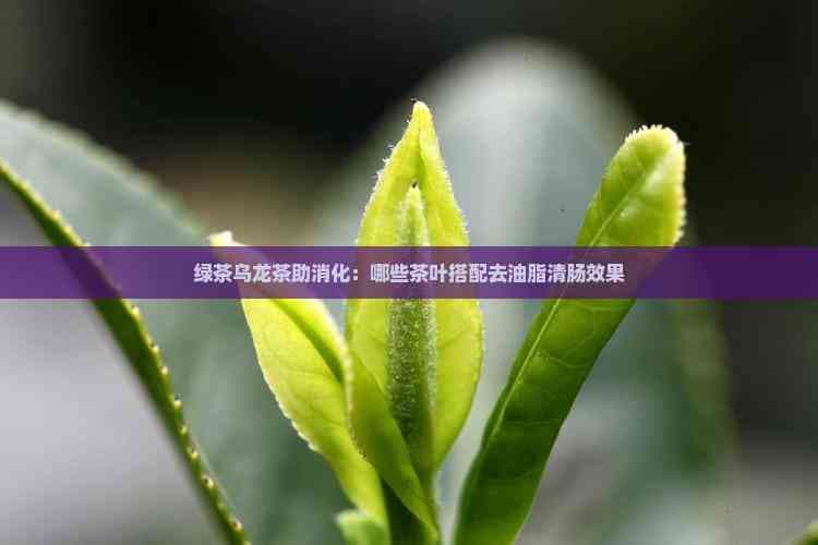绿茶乌龙茶助消化：哪些茶叶搭配去油脂清肠效果