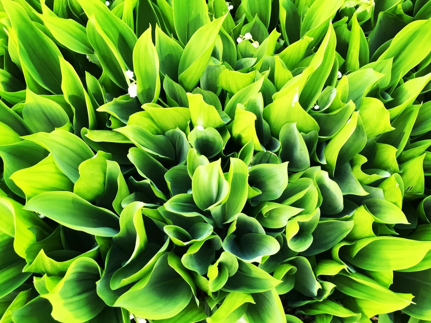 秋季苏州青种植技巧大揭秘！