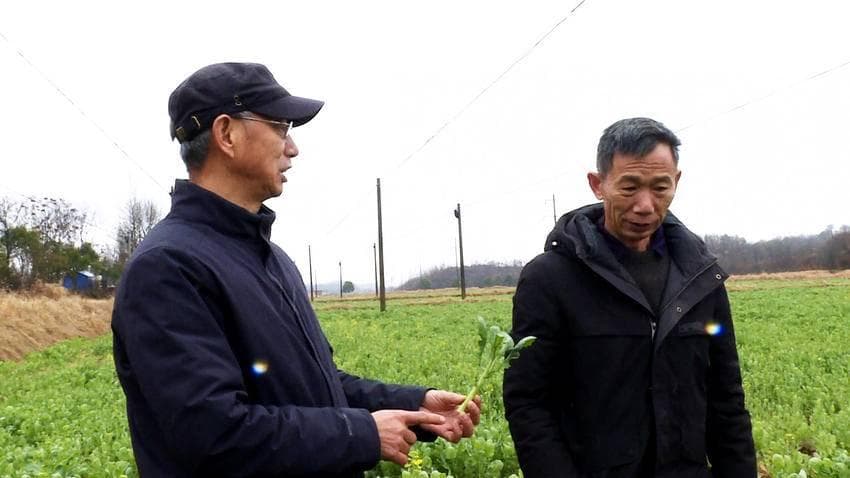 红安县农技专家下乡指导：助力小麦油菜春季田管