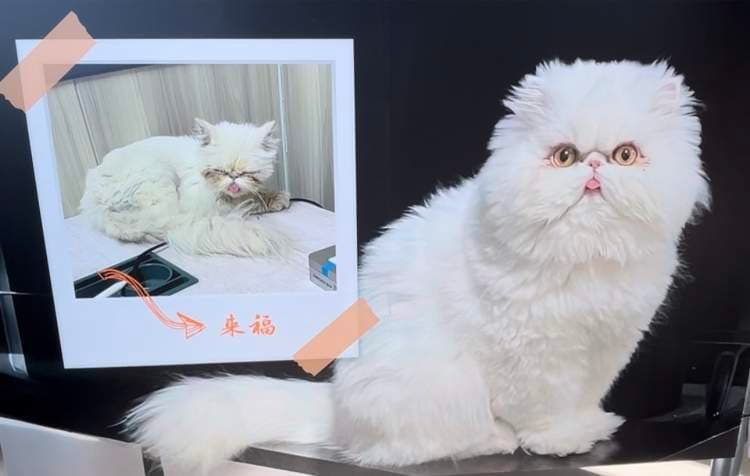 从活不过两天到长成白胖子：30个流浪猫被爱改变的故事