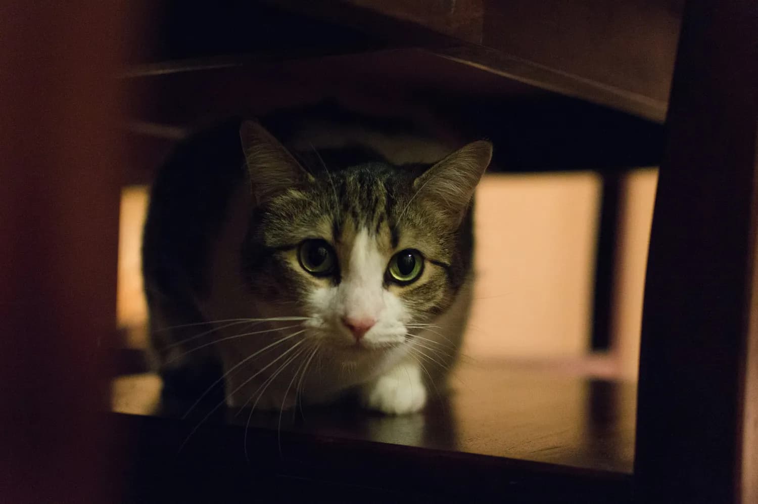 猫咪惊吓后的10大惊人表现！你家猫中招了吗？